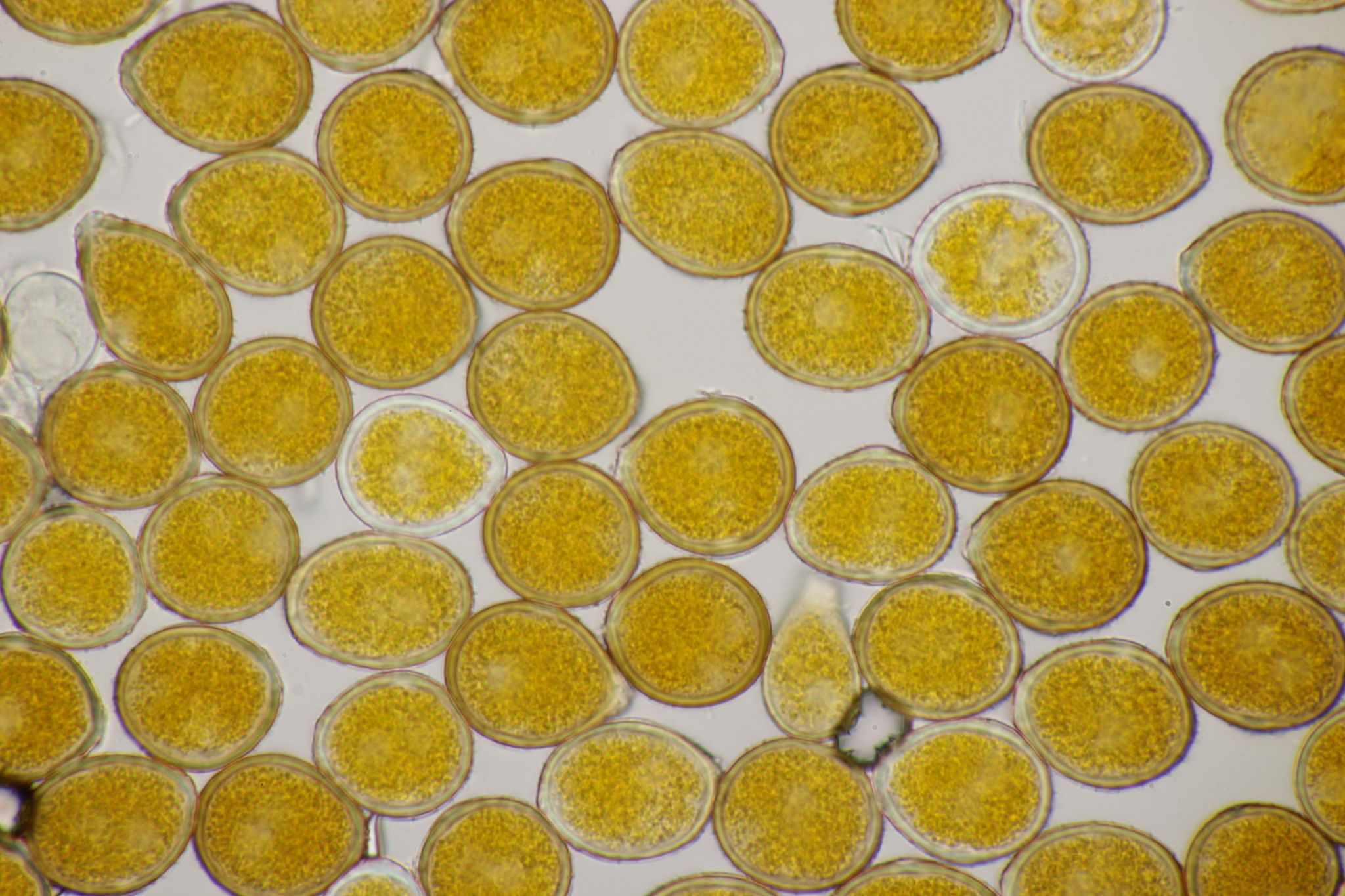 Uromyces beticola