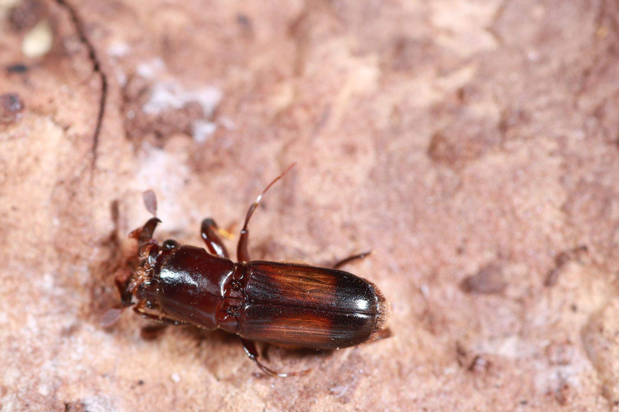 Crossotarsus wallacei