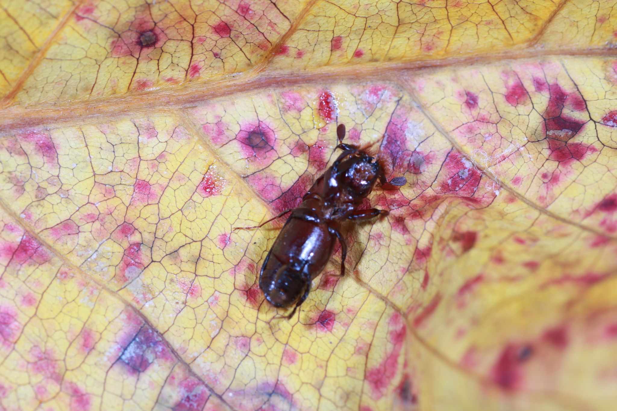Crossotarsus wallacei