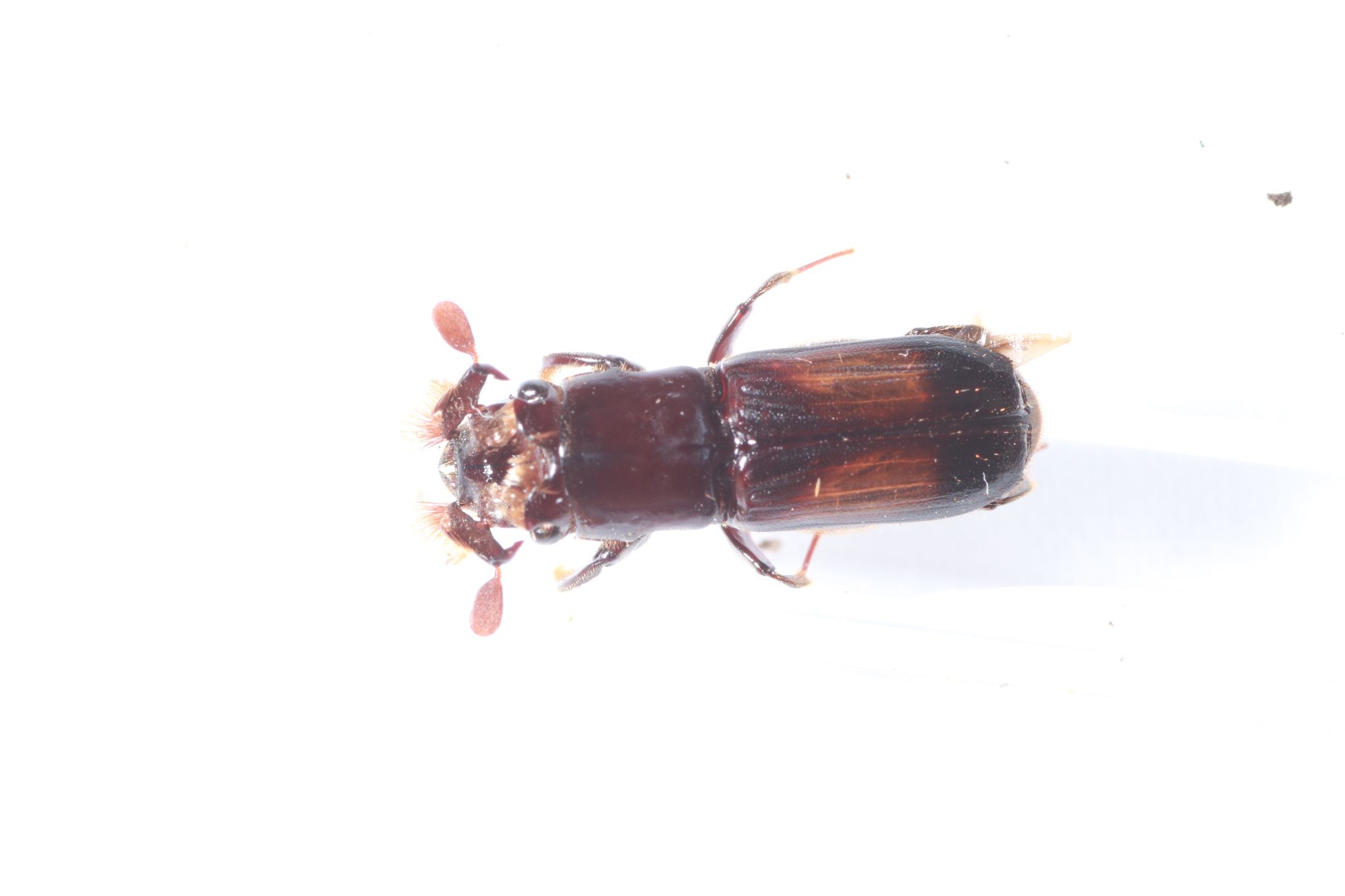 Crossotarsus wallacei