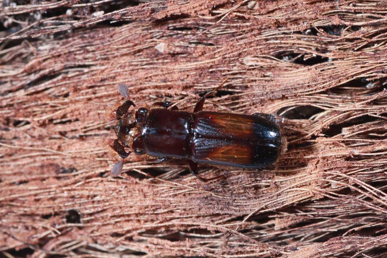 Crossotarsus wallacei