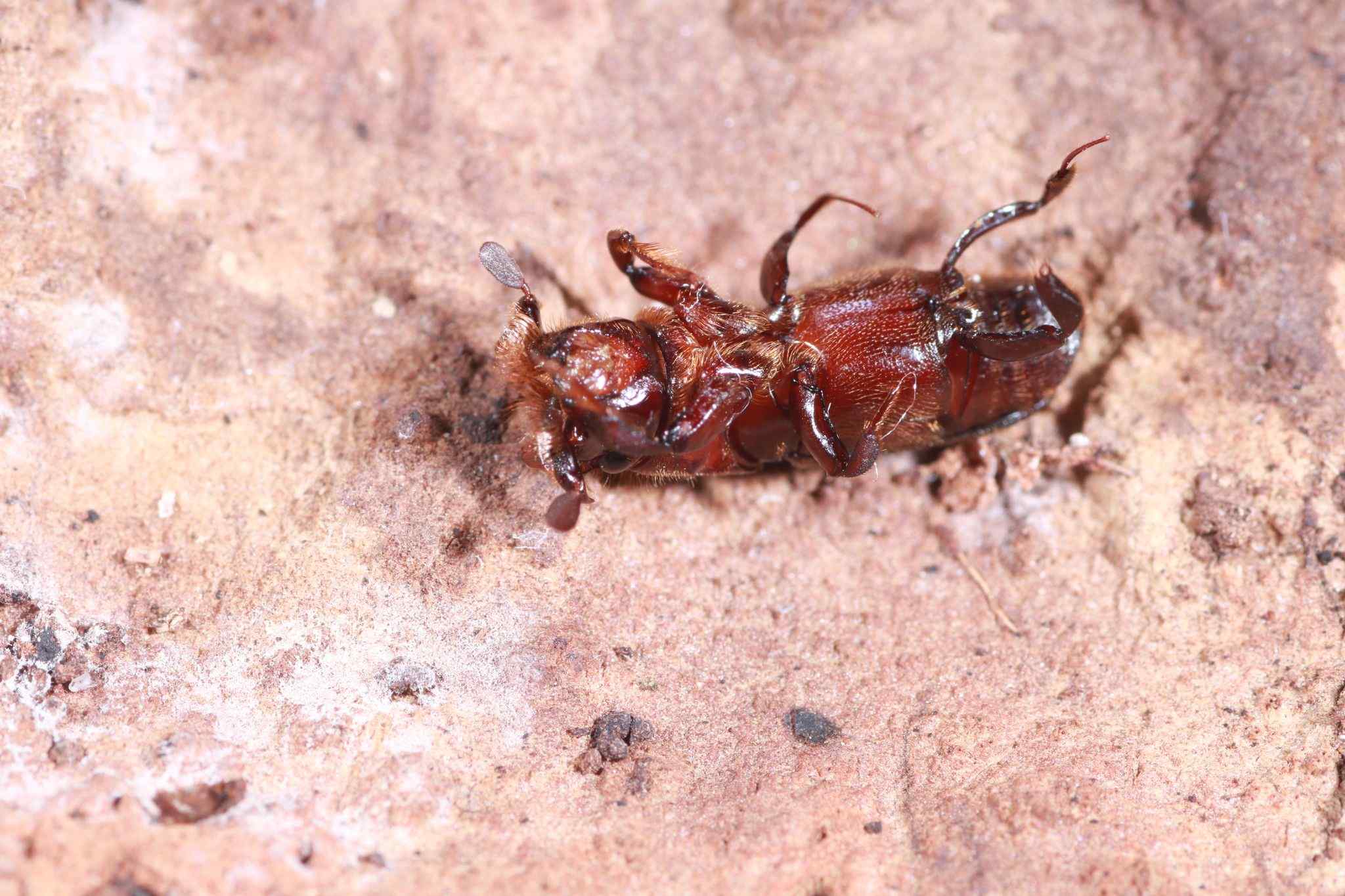 Crossotarsus wallacei