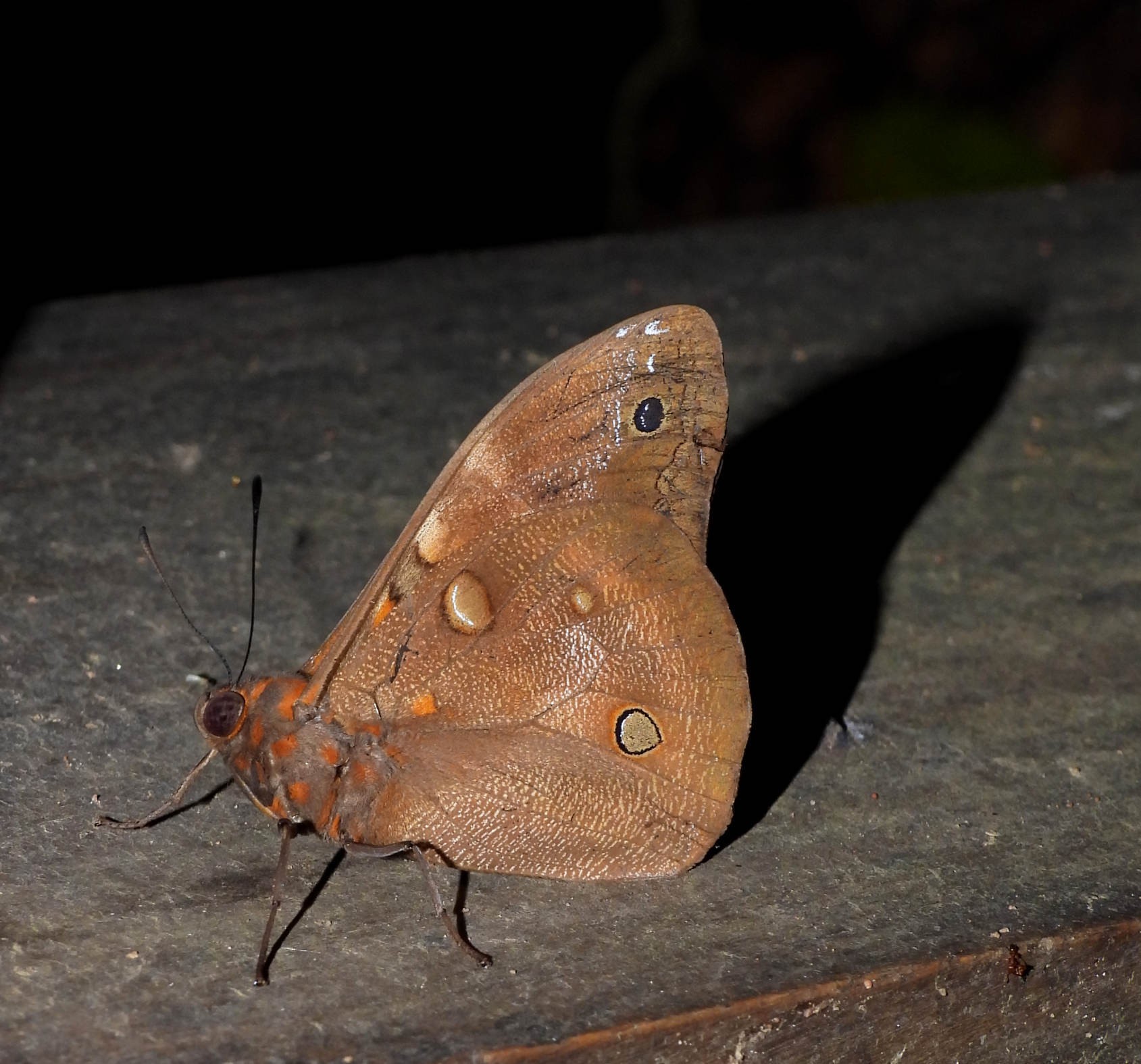 Brassolis sophorae