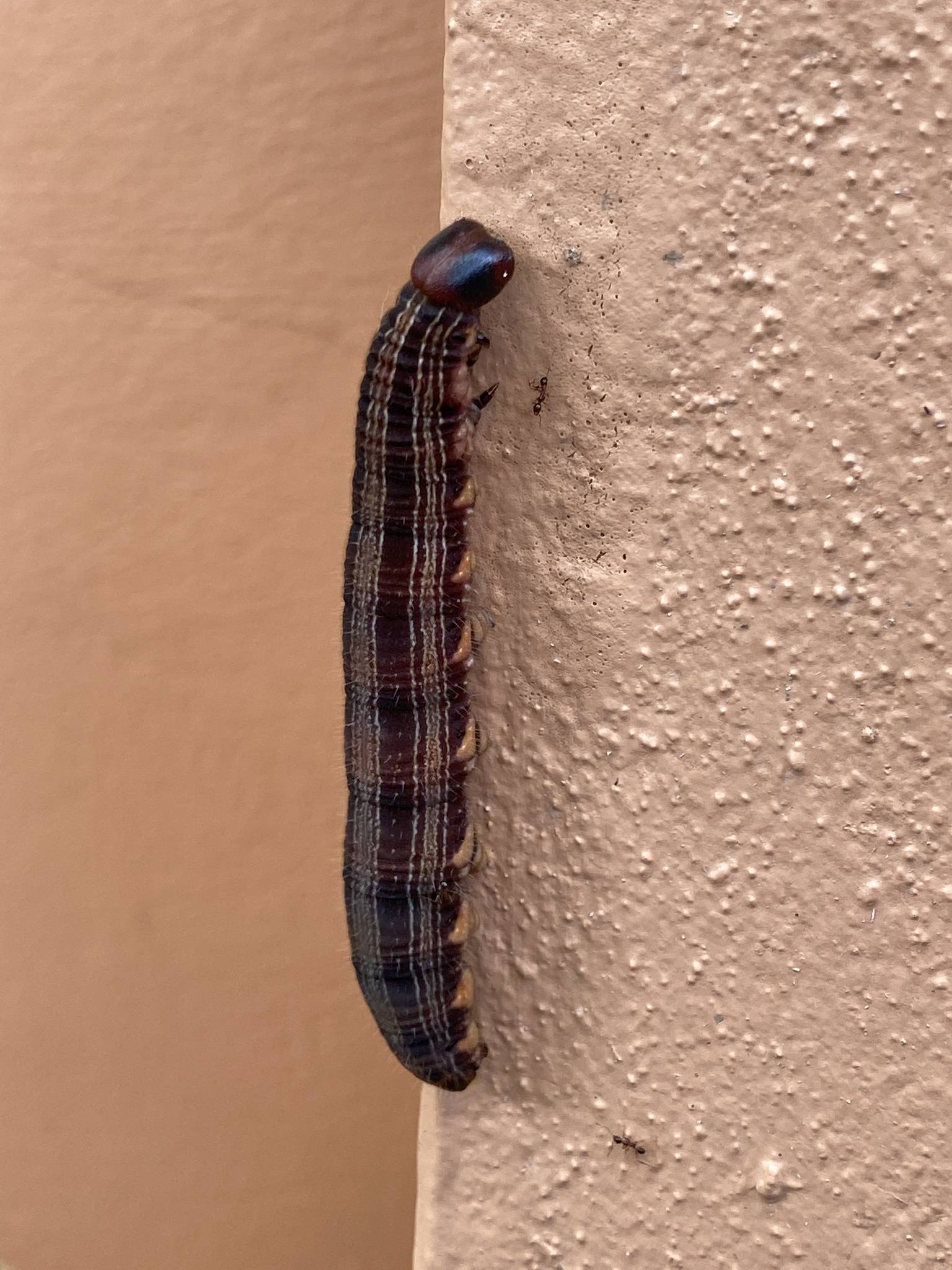 Brassolis sophorae