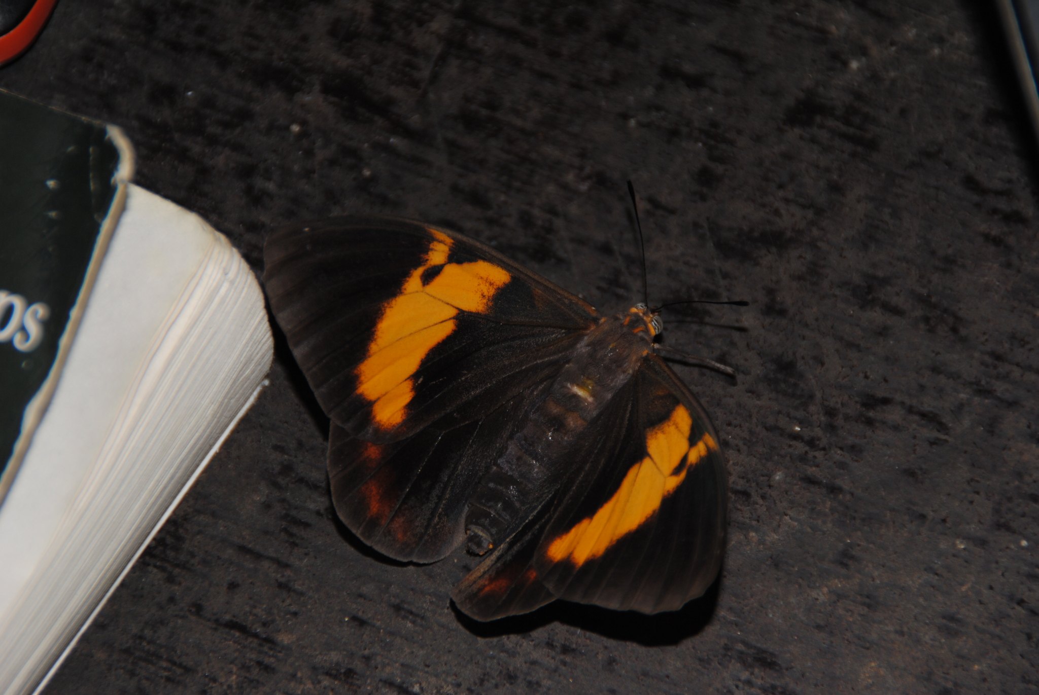 Brassolis sophorae