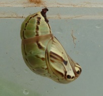 Brassolis sophorae
