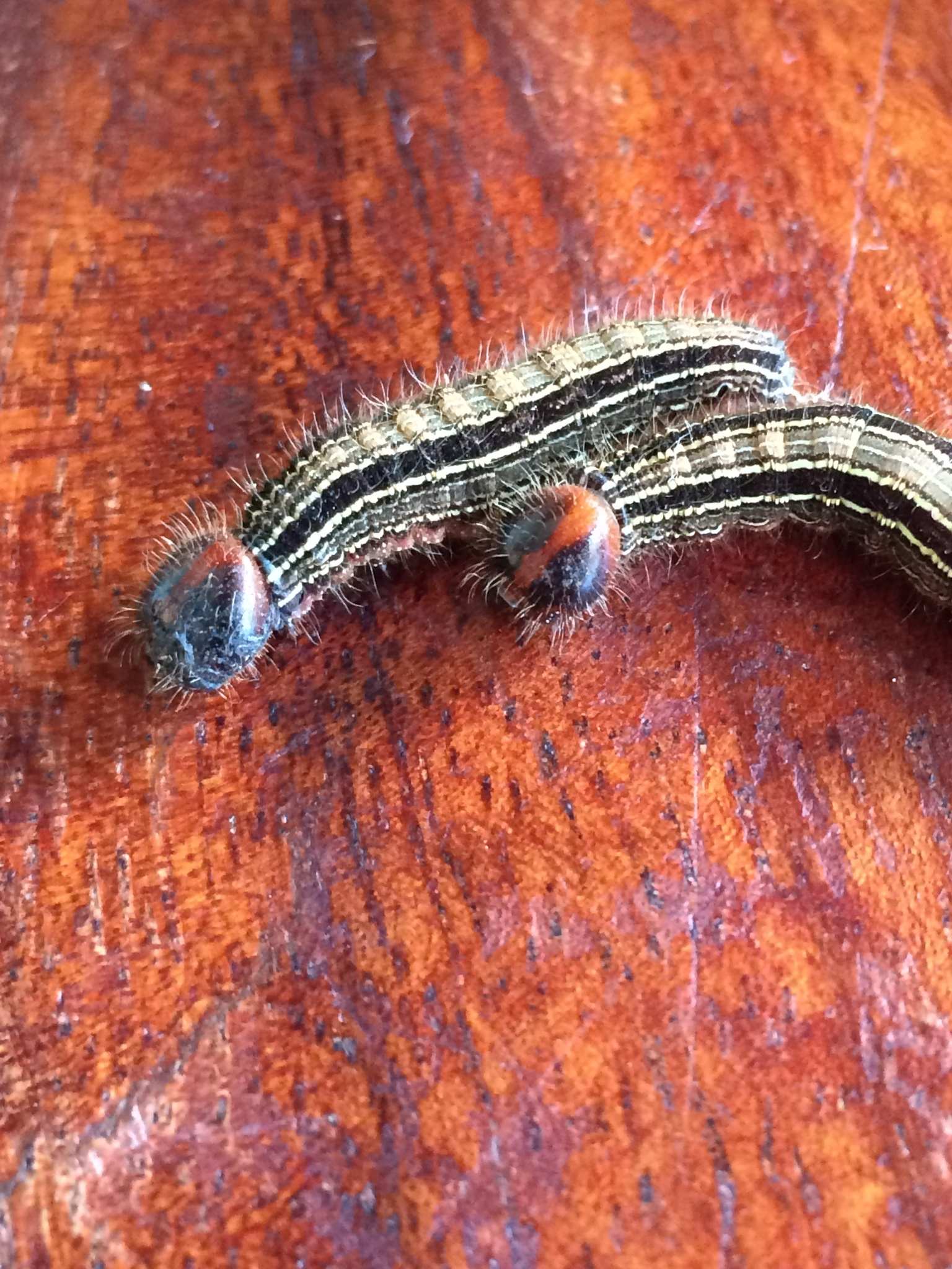 Brassolis sophorae