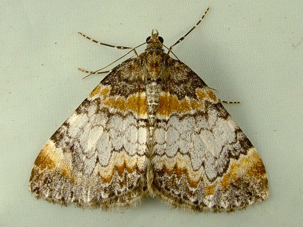 Dysstroma