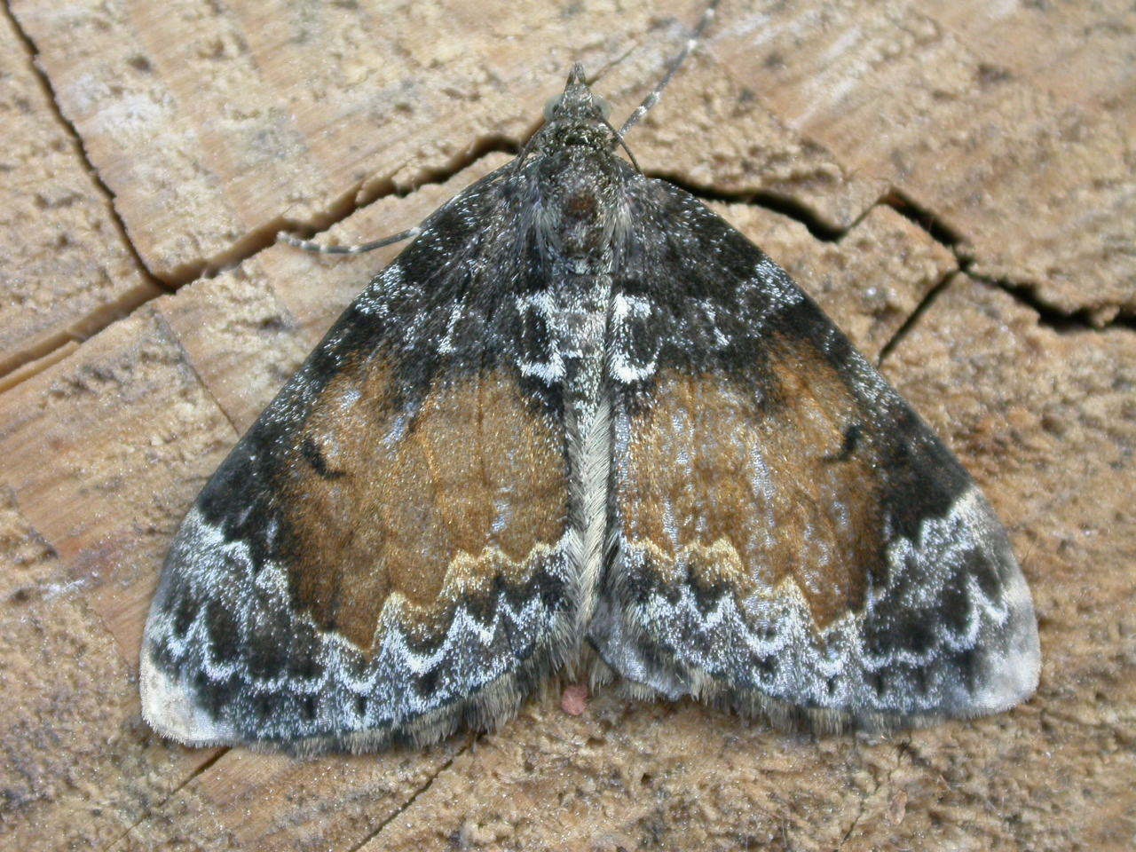 Dysstroma