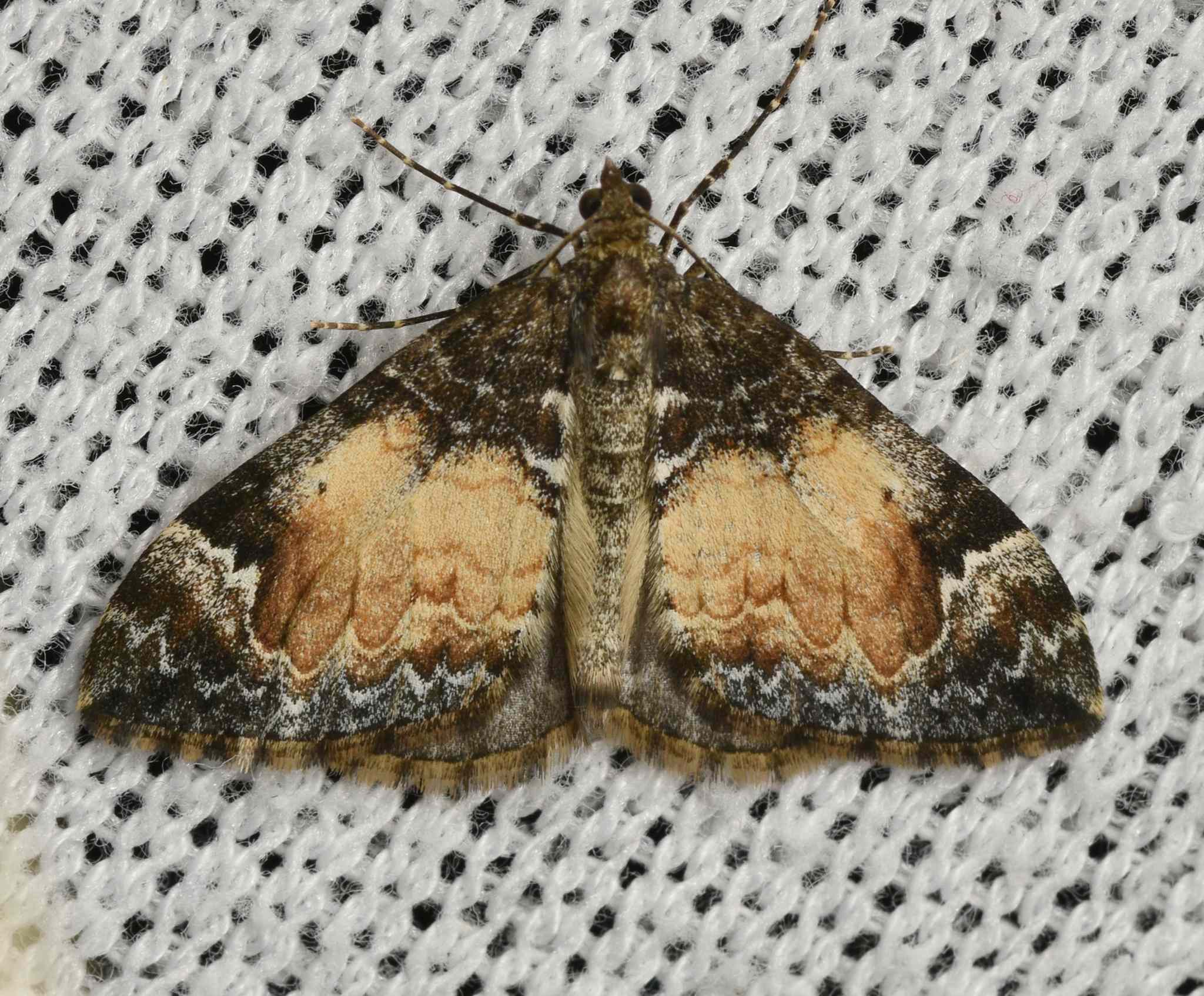 Dysstroma