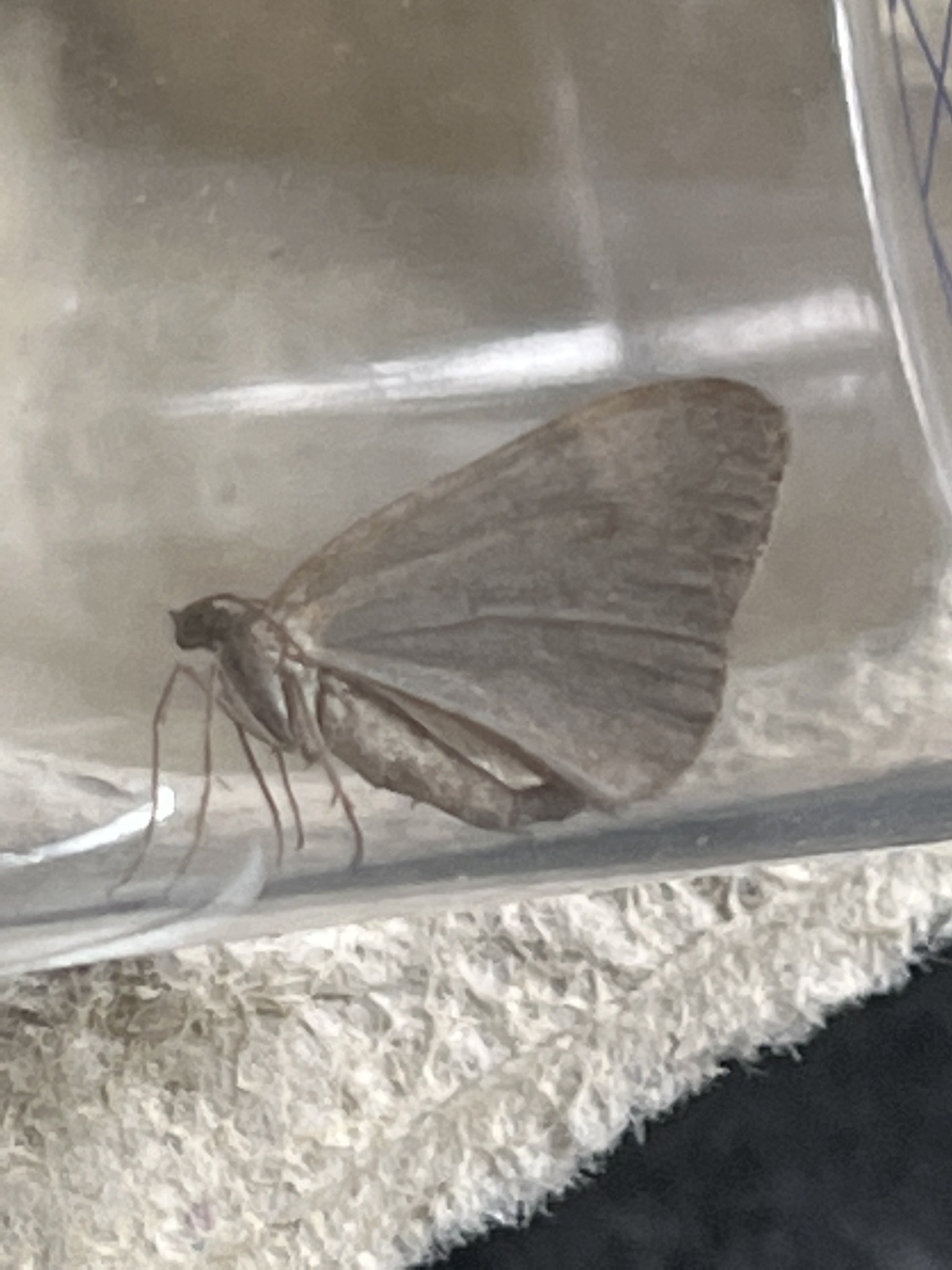 Dysstroma