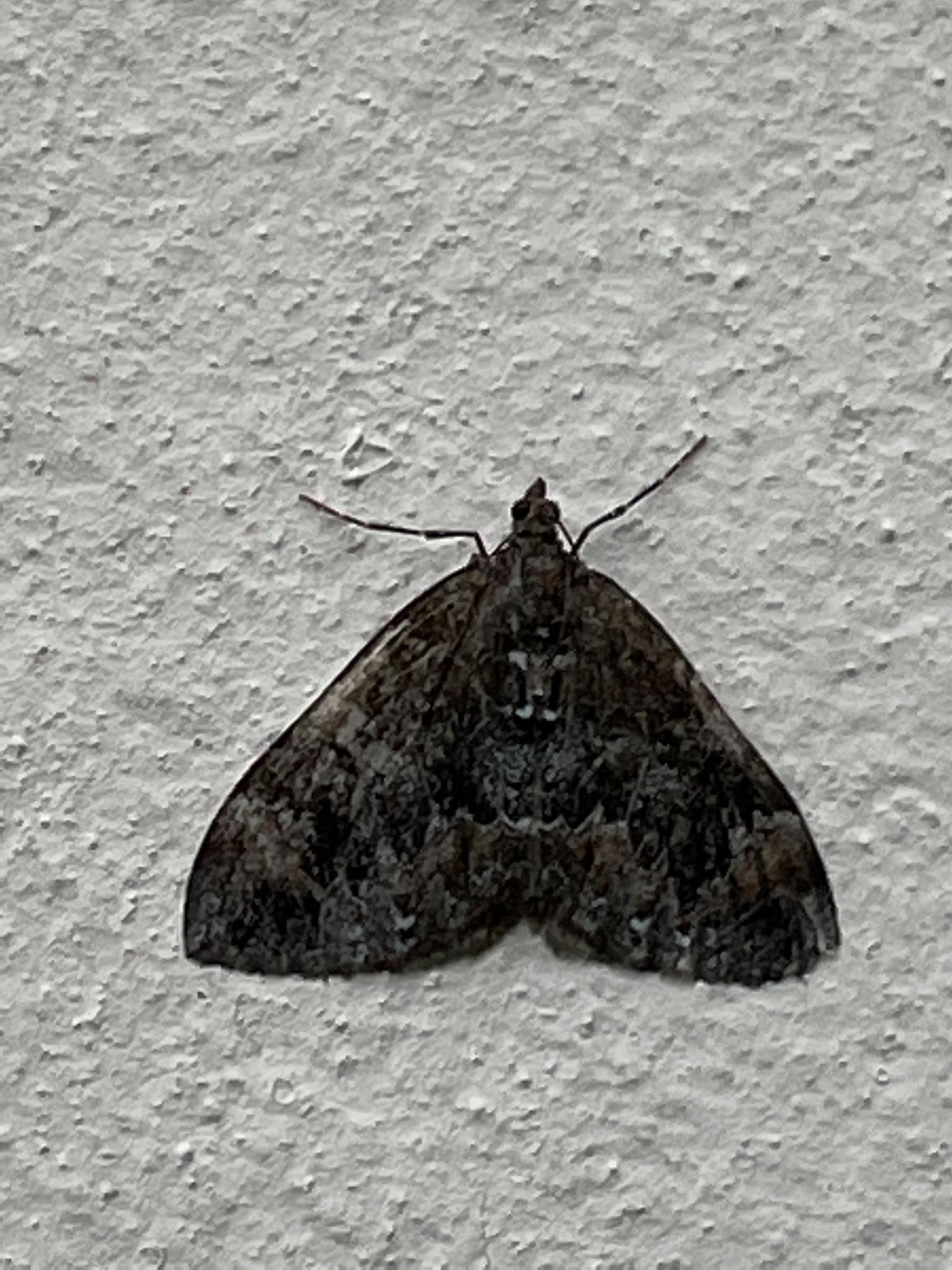 Dysstroma