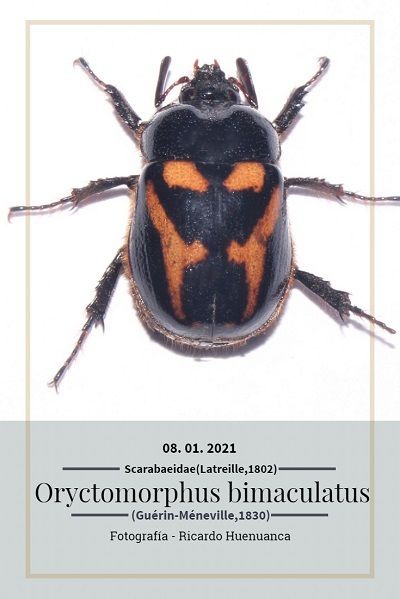 Oryctomorphus