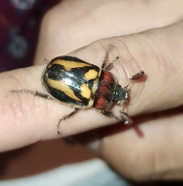 Oryctomorphus