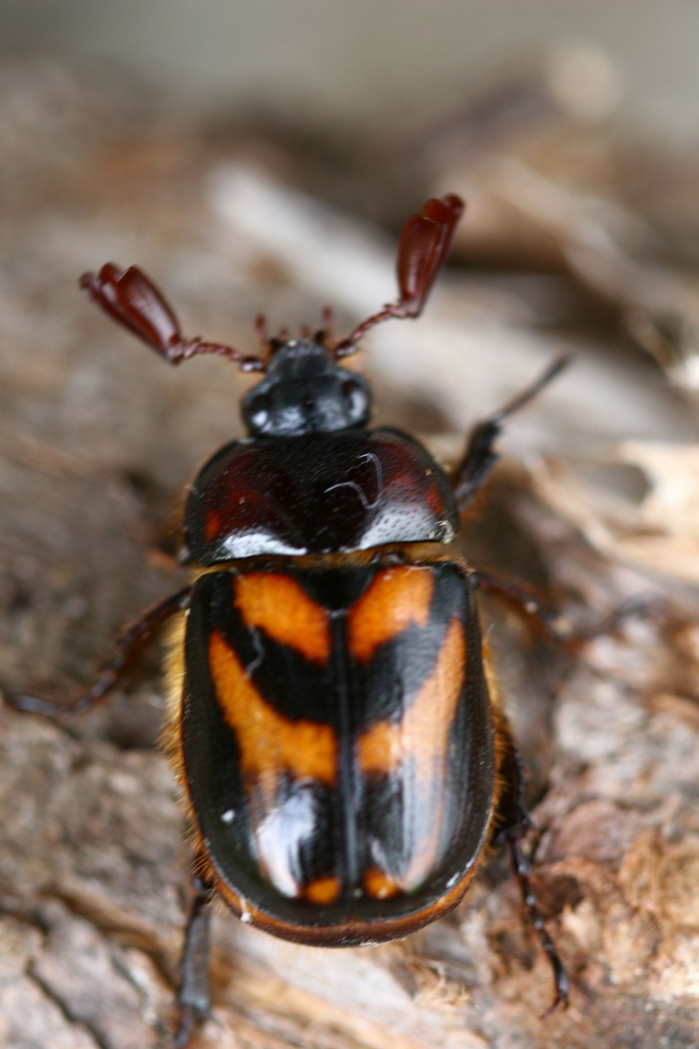 Oryctomorphus