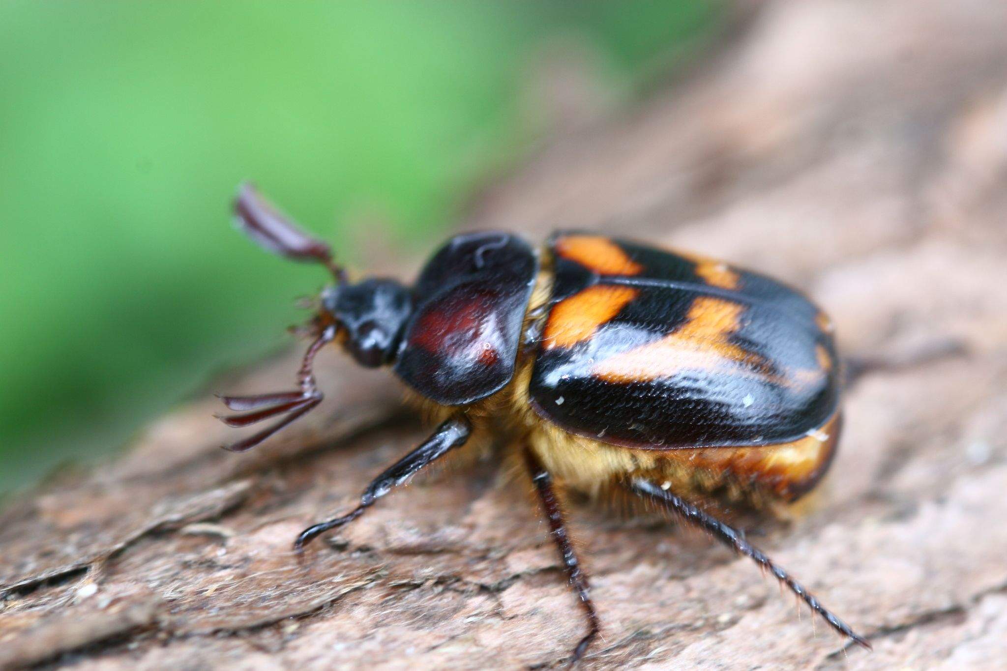 Oryctomorphus