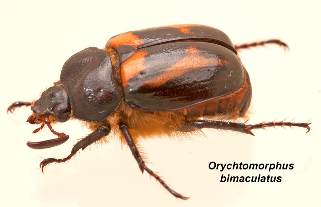 Oryctomorphus