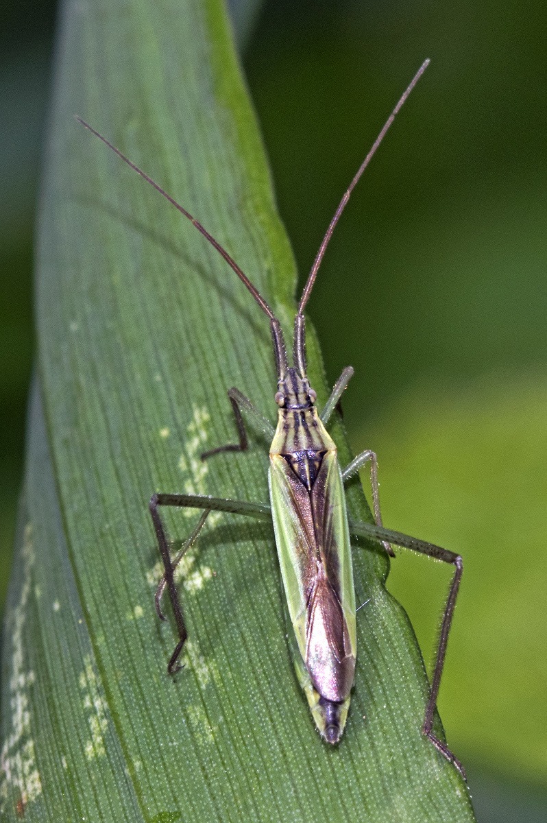 Notostira erratica