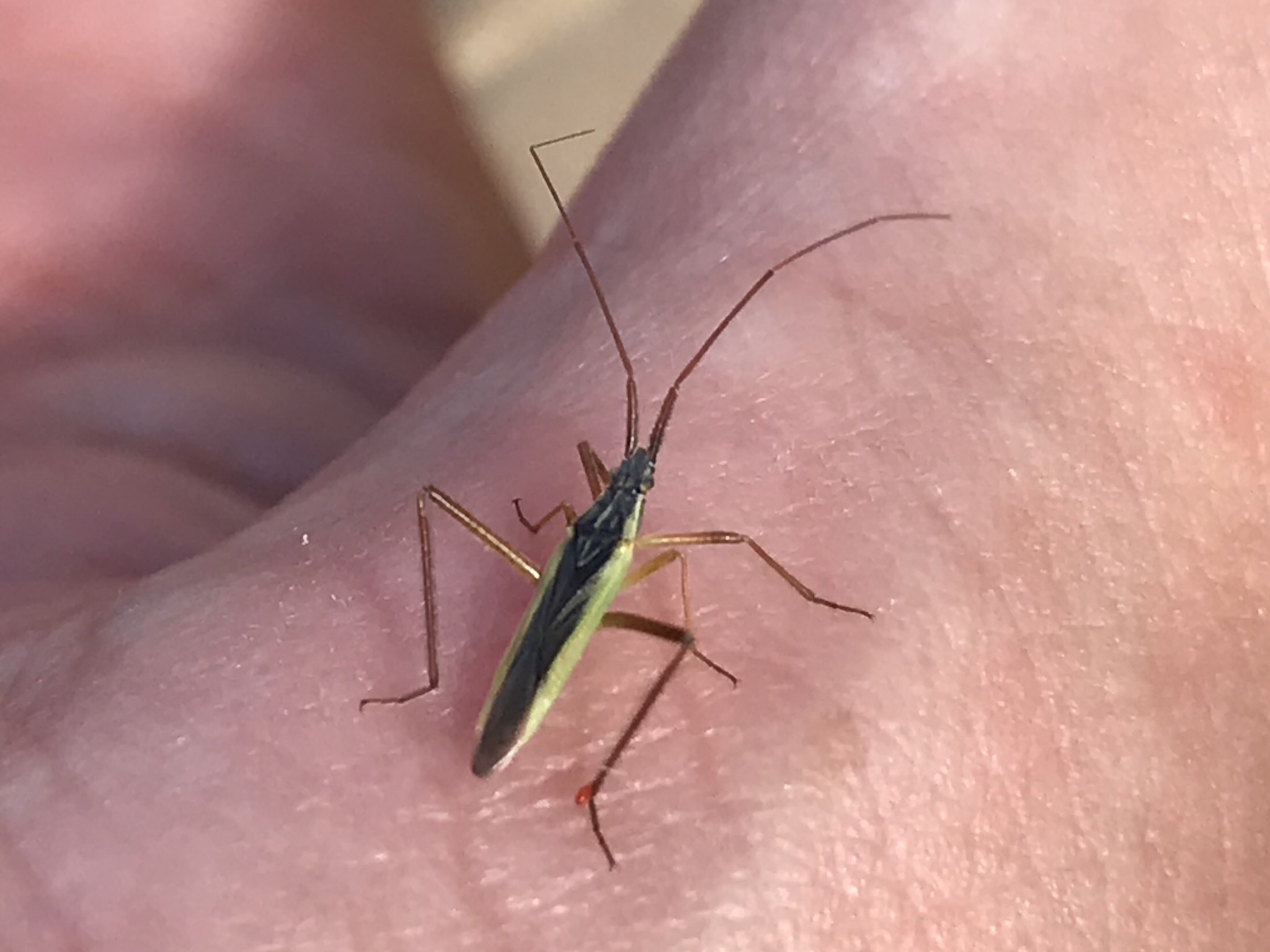 Notostira erratica