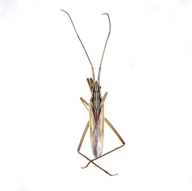 Notostira erratica