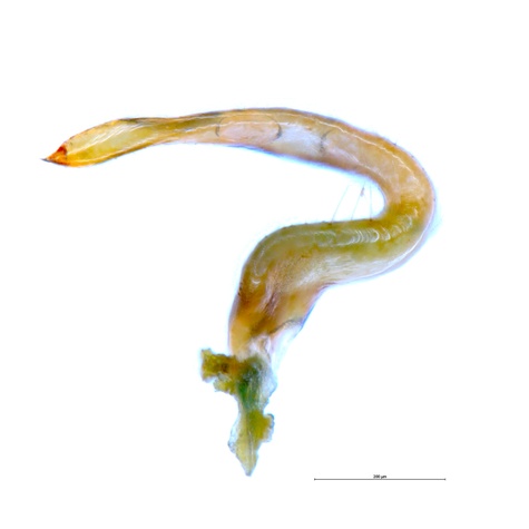 Notostira erratica