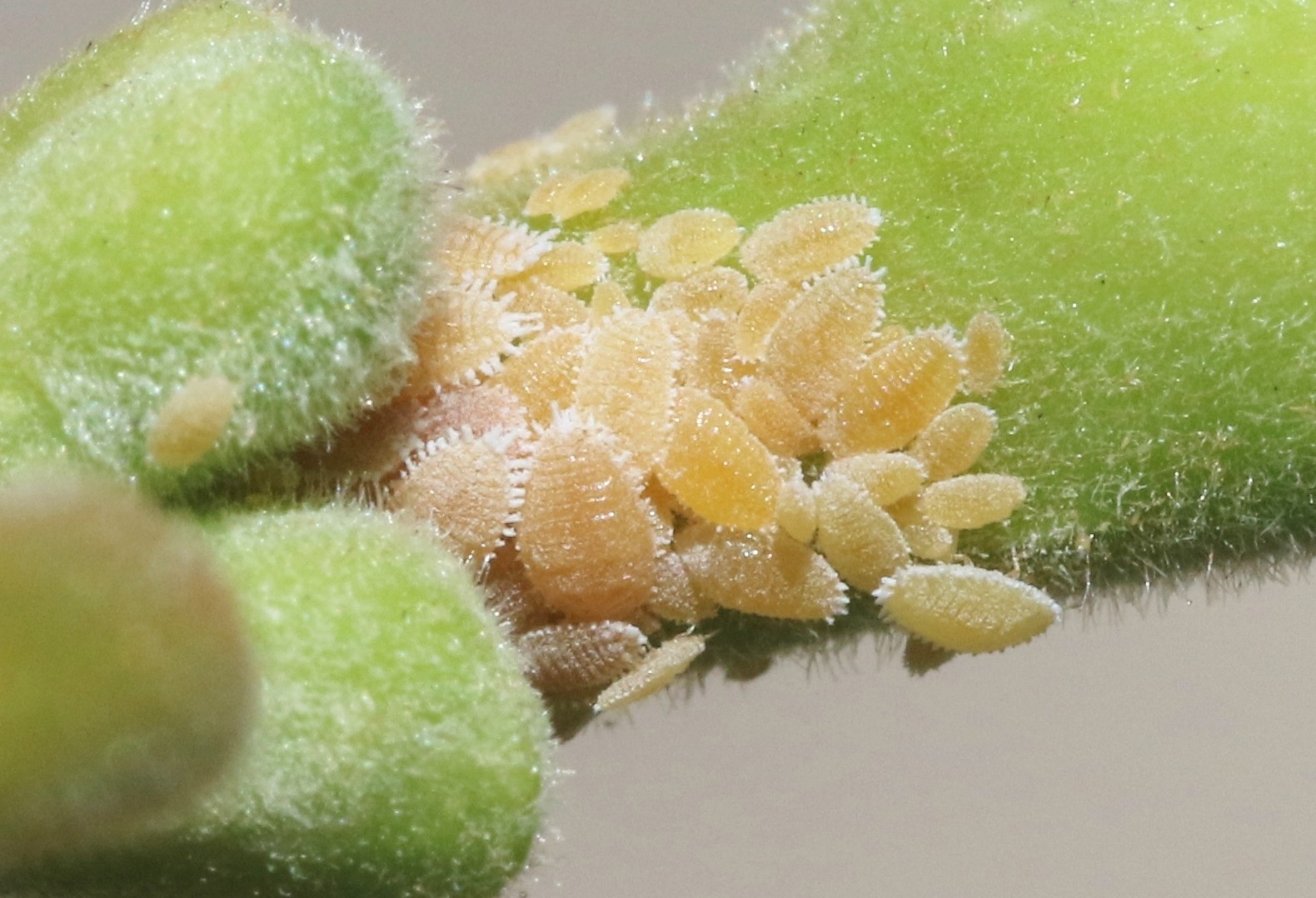 Planococcus ficus