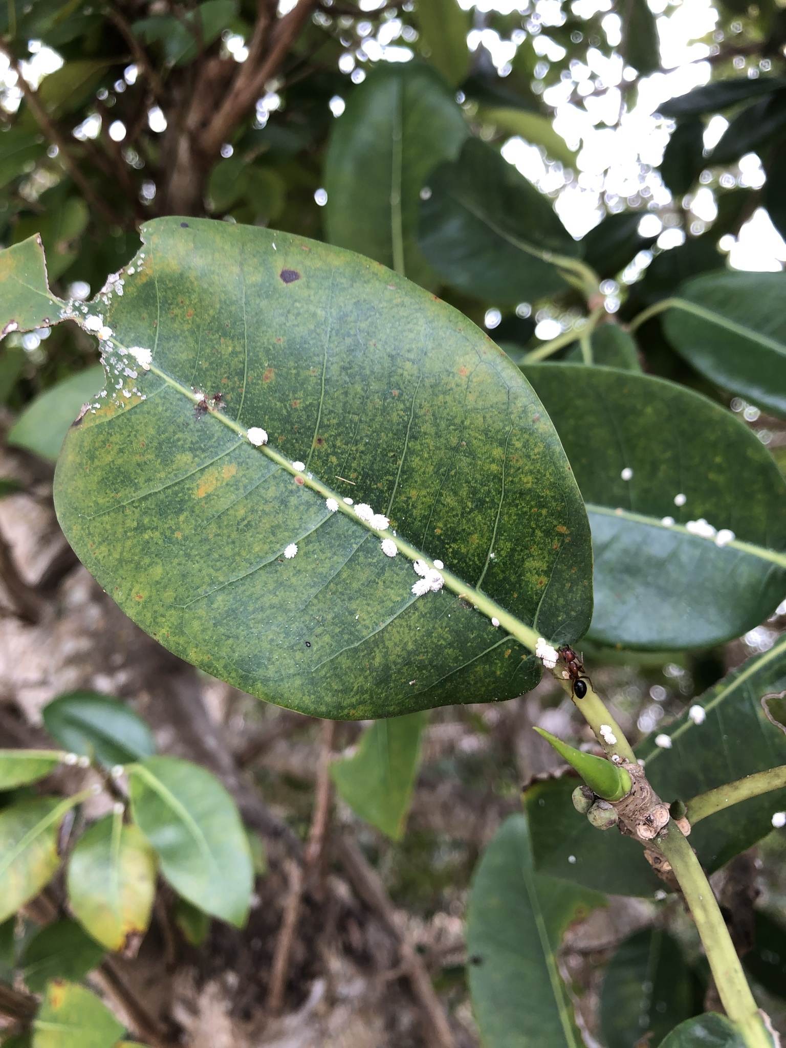Planococcus ficus