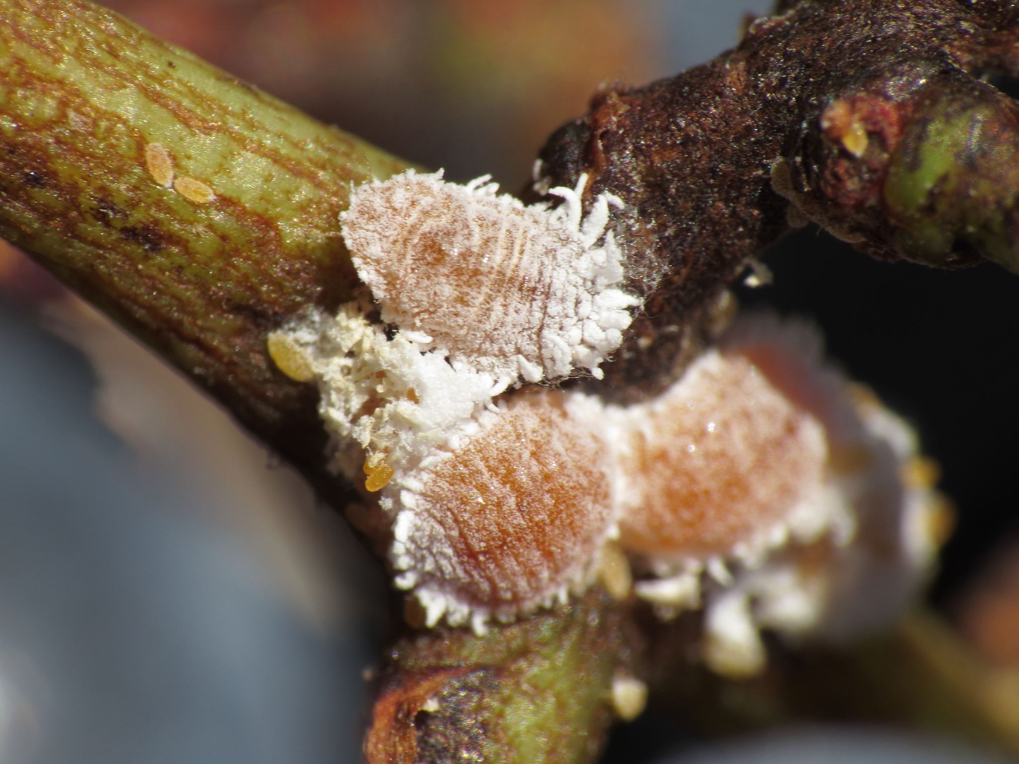 Planococcus ficus