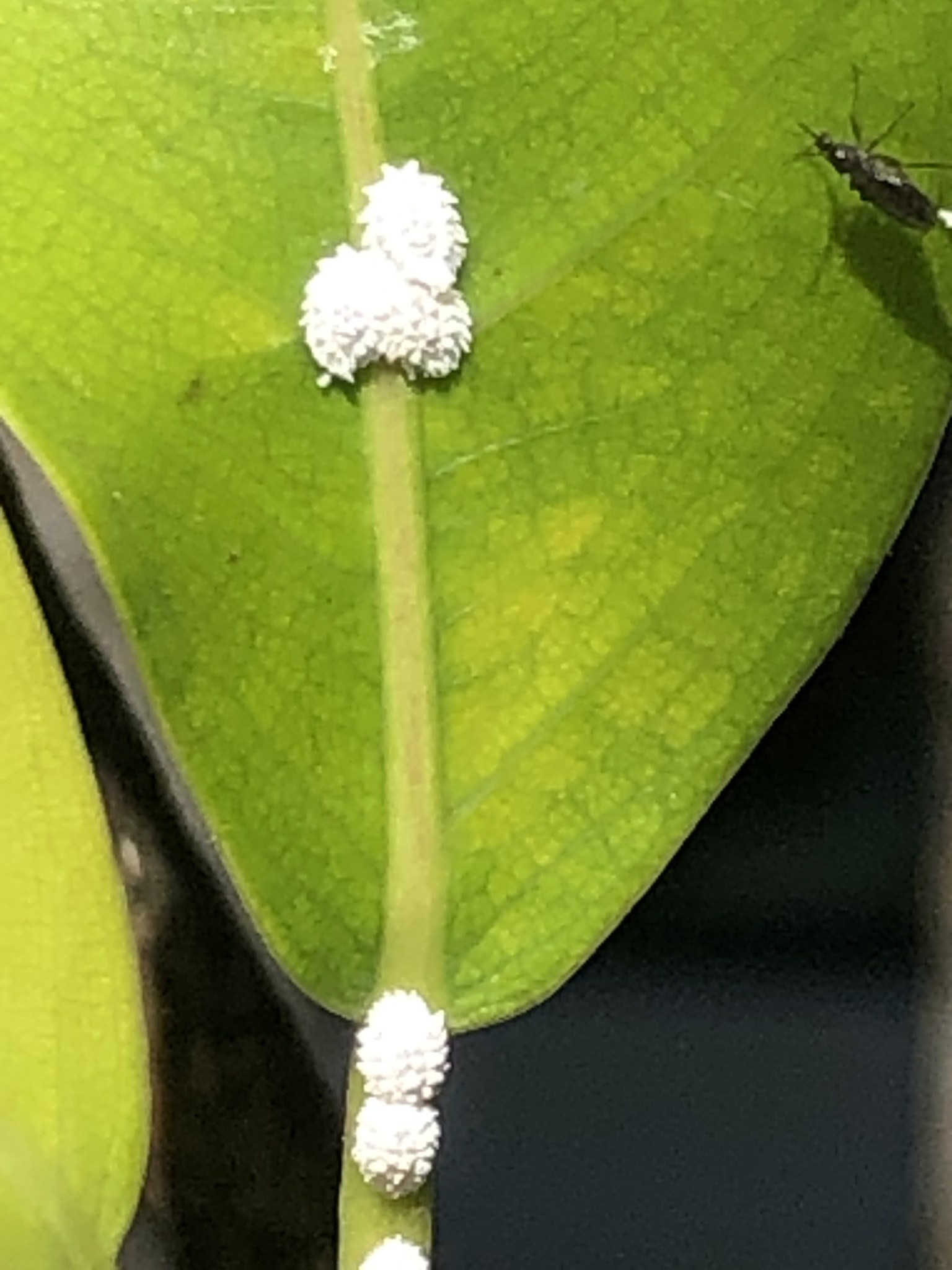 Planococcus ficus