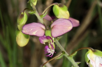 Sphenoptera