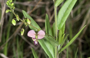Sphenoptera
