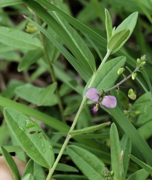 Sphenoptera