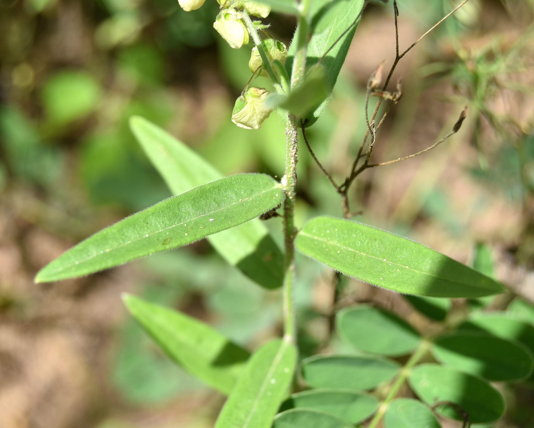 Sphenoptera