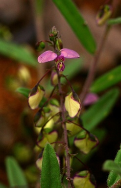 Sphenoptera