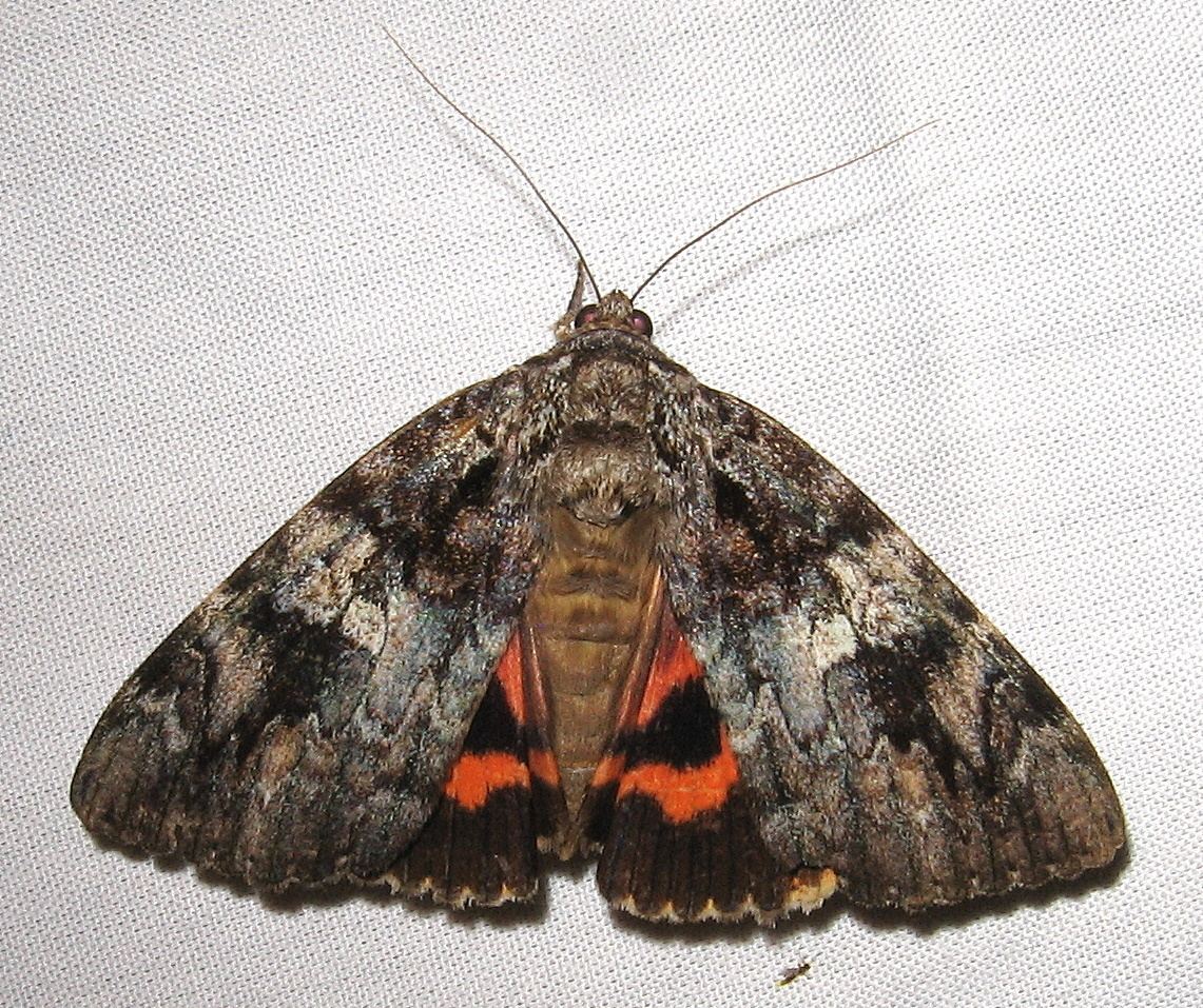 Catocala