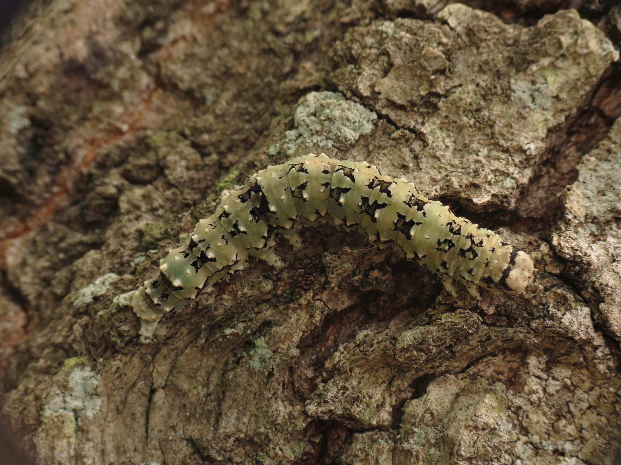 Catocala