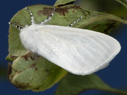 Leucoma salicis