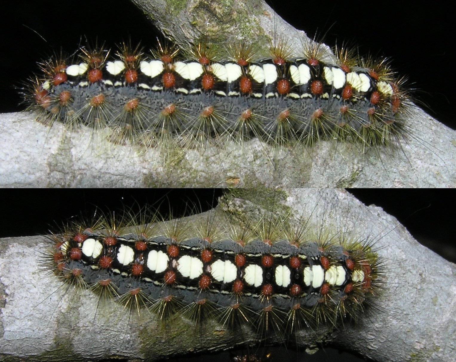 Leucoma salicis