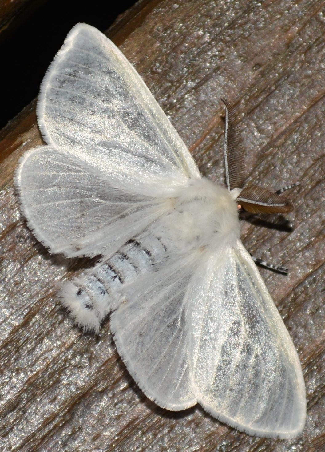 Leucoma salicis