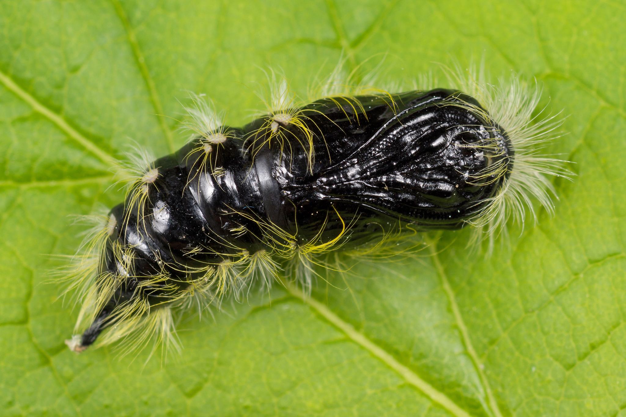 Leucoma salicis