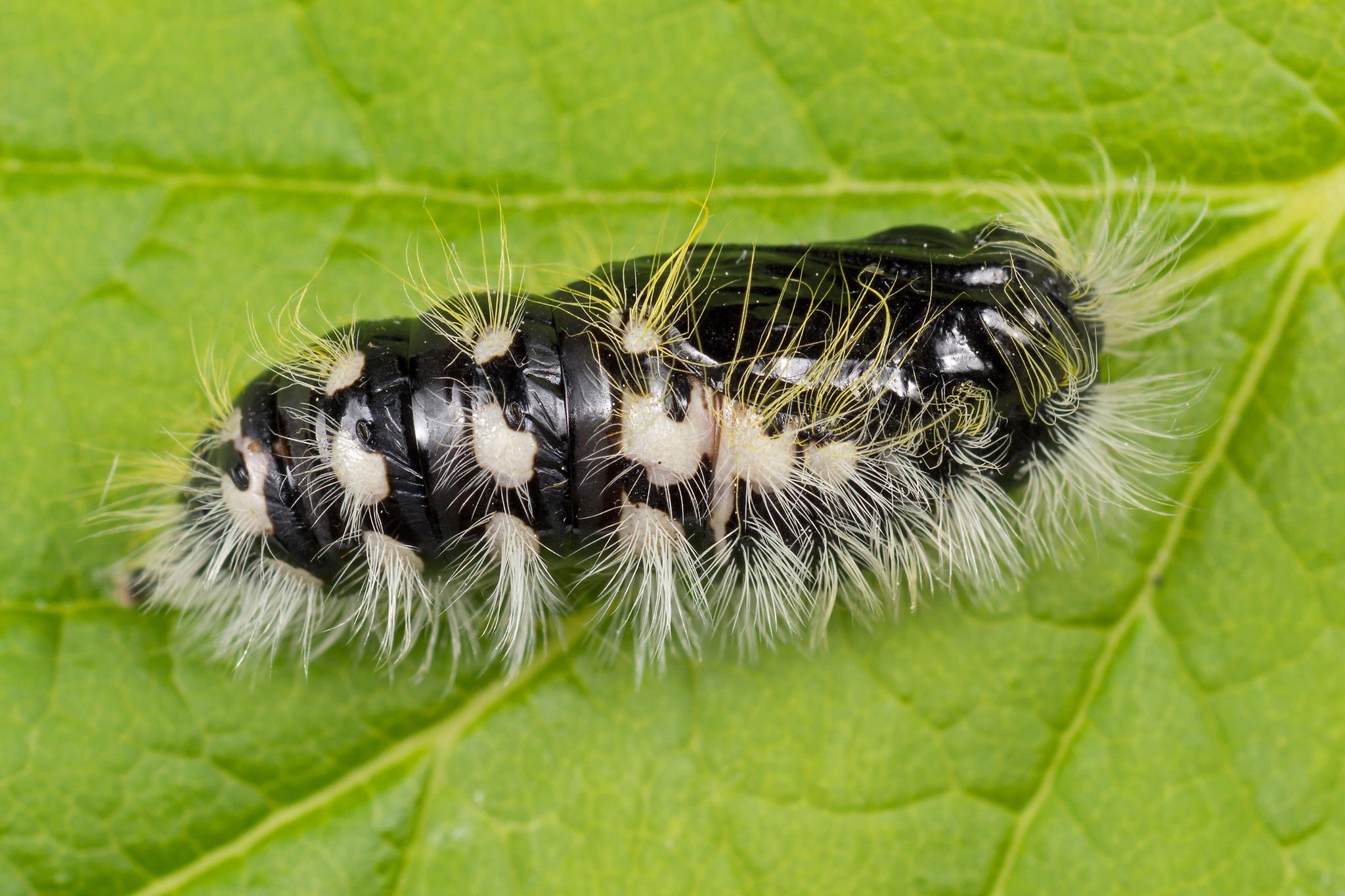 Leucoma salicis