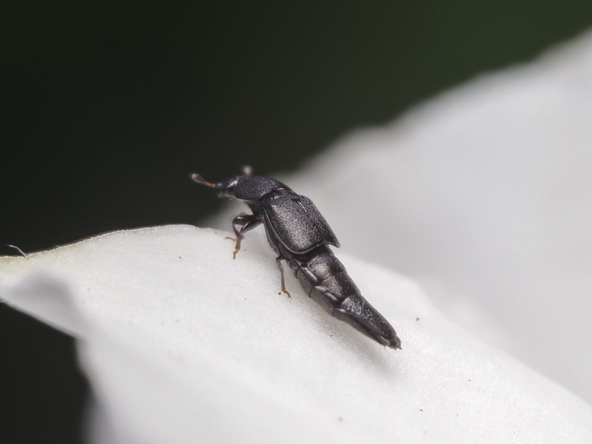 Conotelus mexicanus