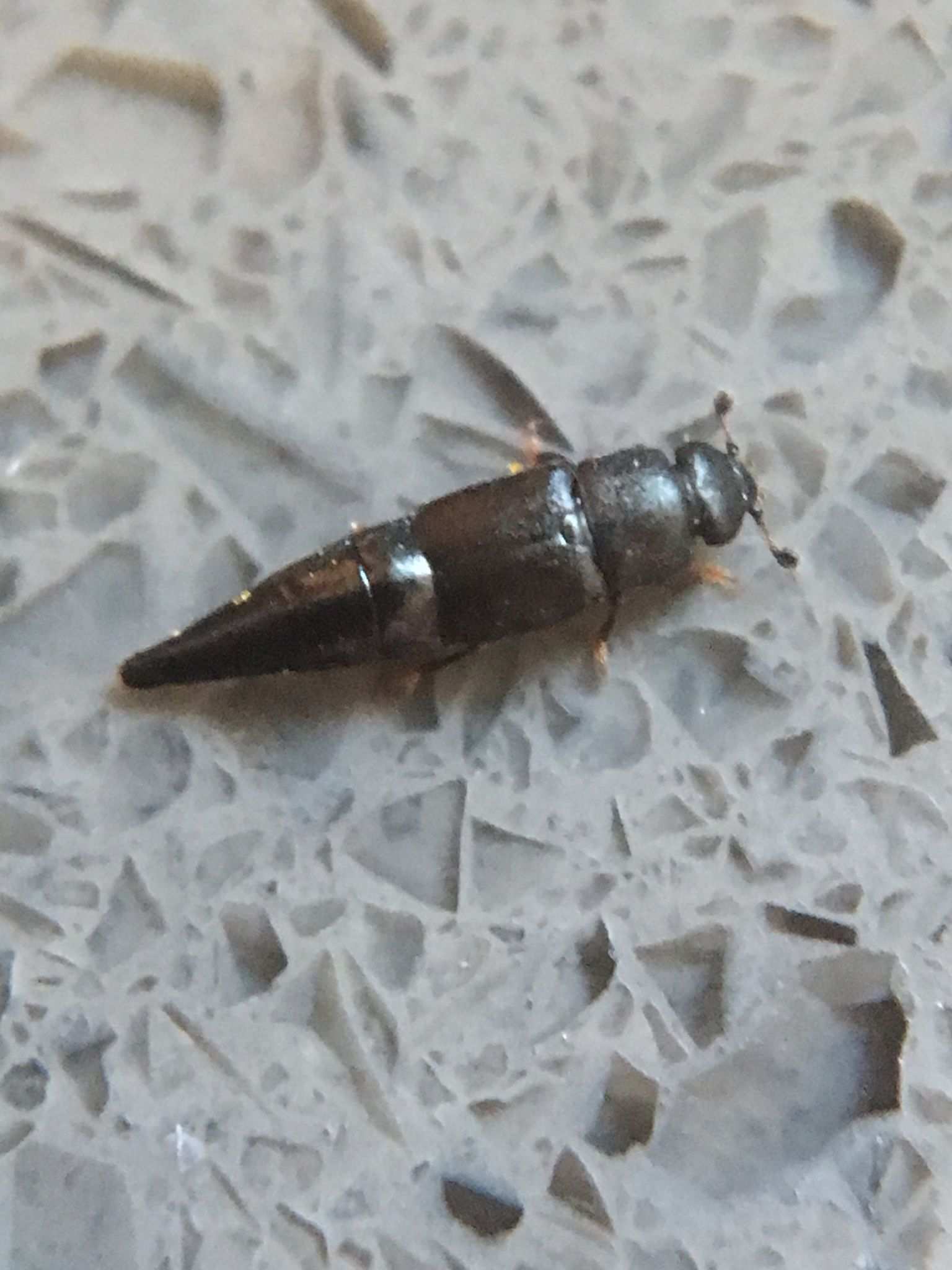 Conotelus mexicanus