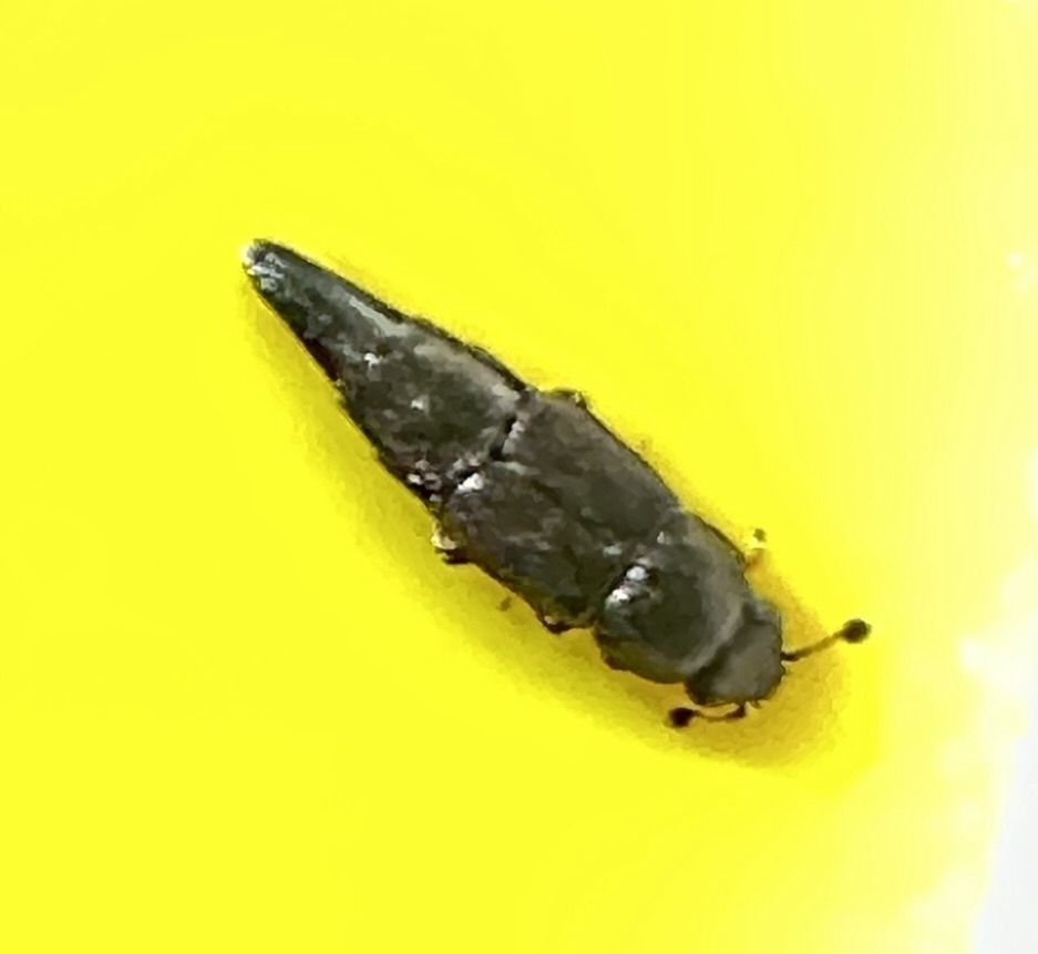 Conotelus mexicanus