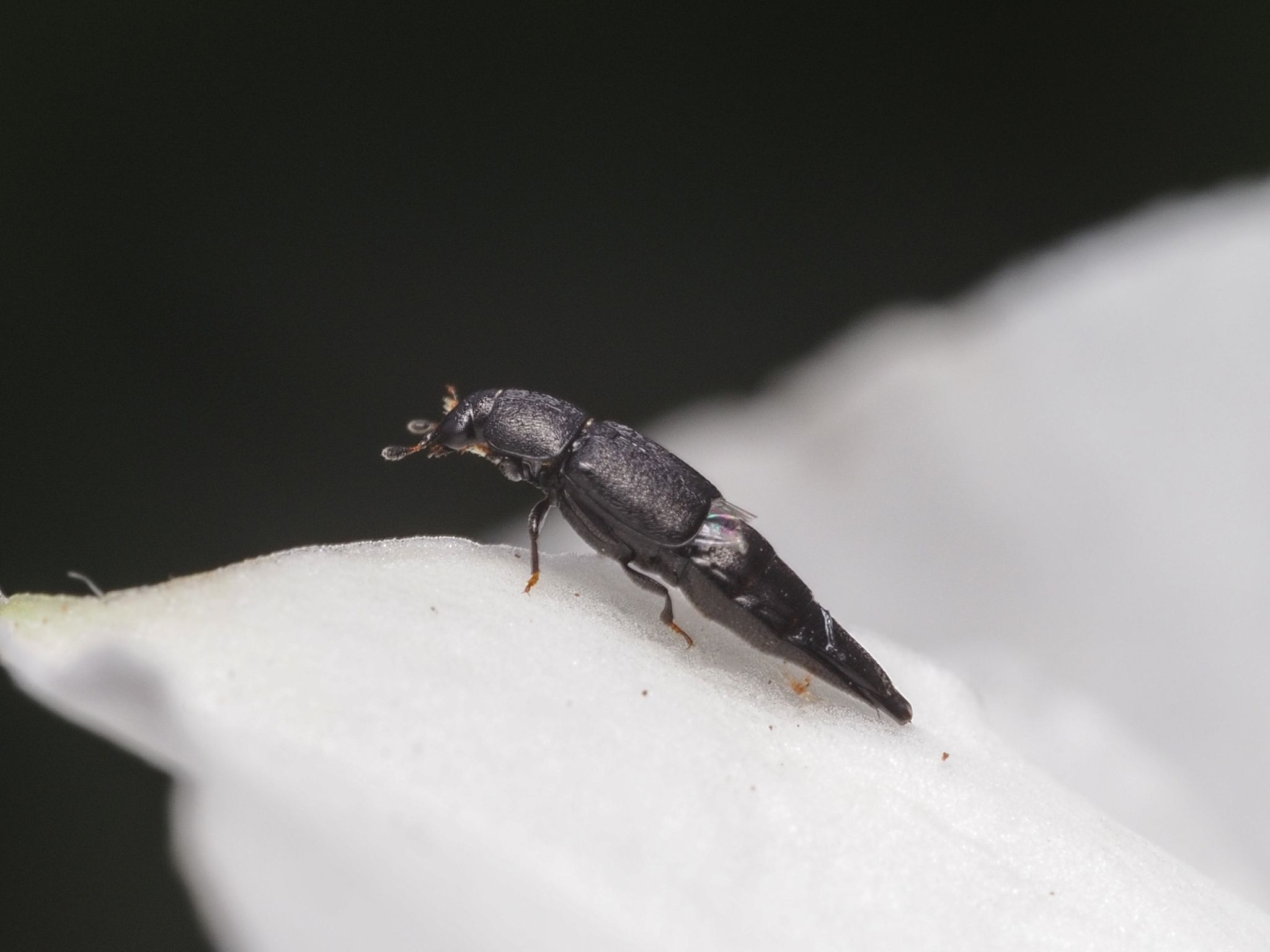 Conotelus mexicanus