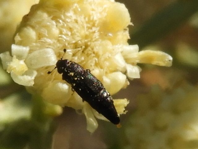 Conotelus mexicanus