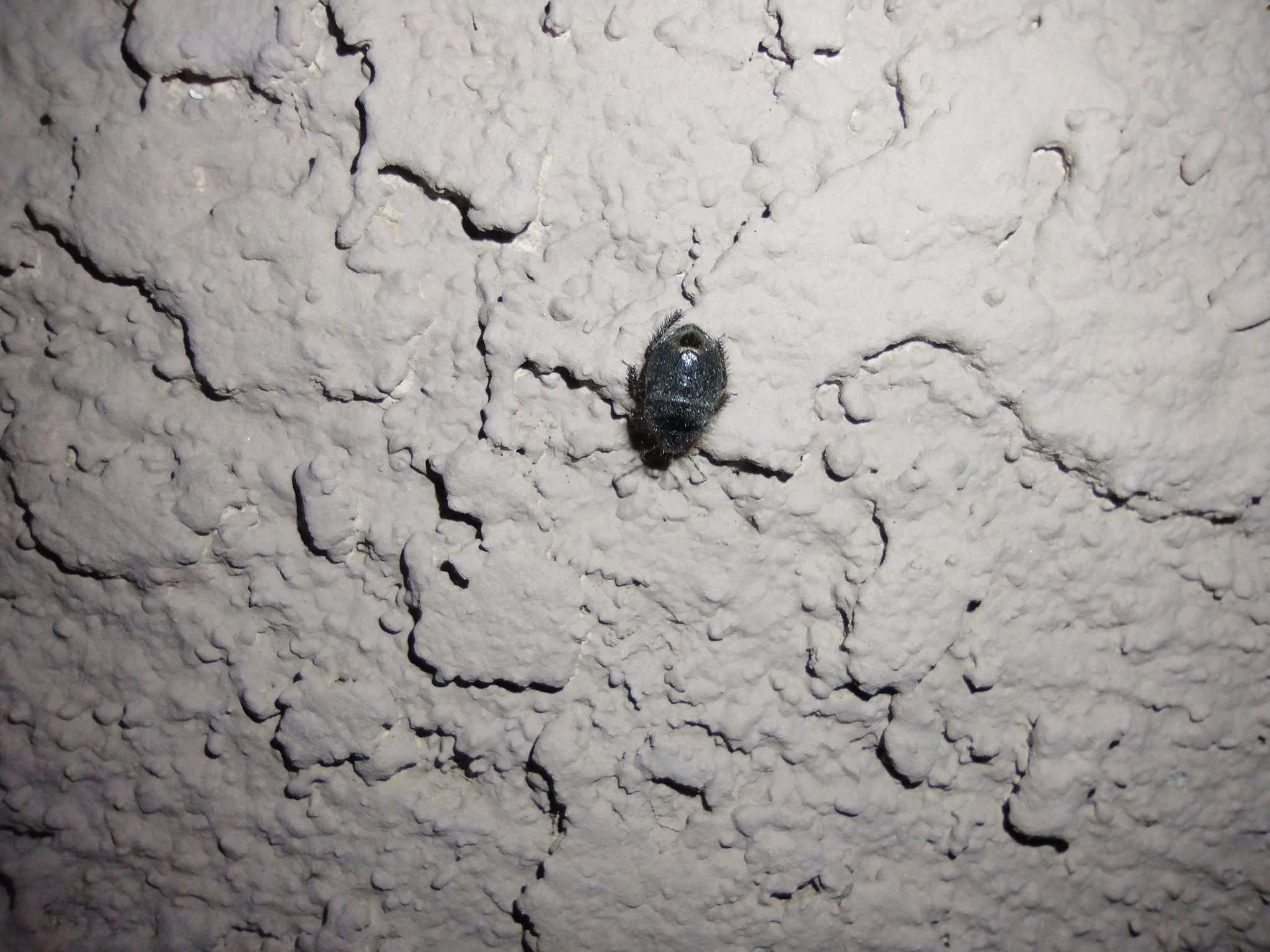 Tominotus