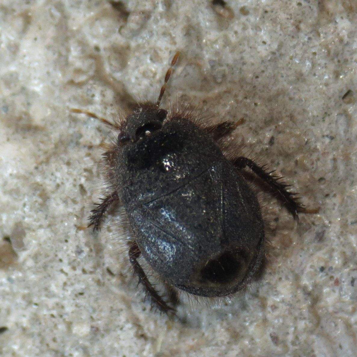 Tominotus