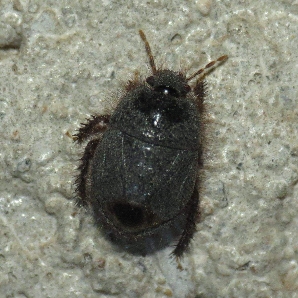 Tominotus