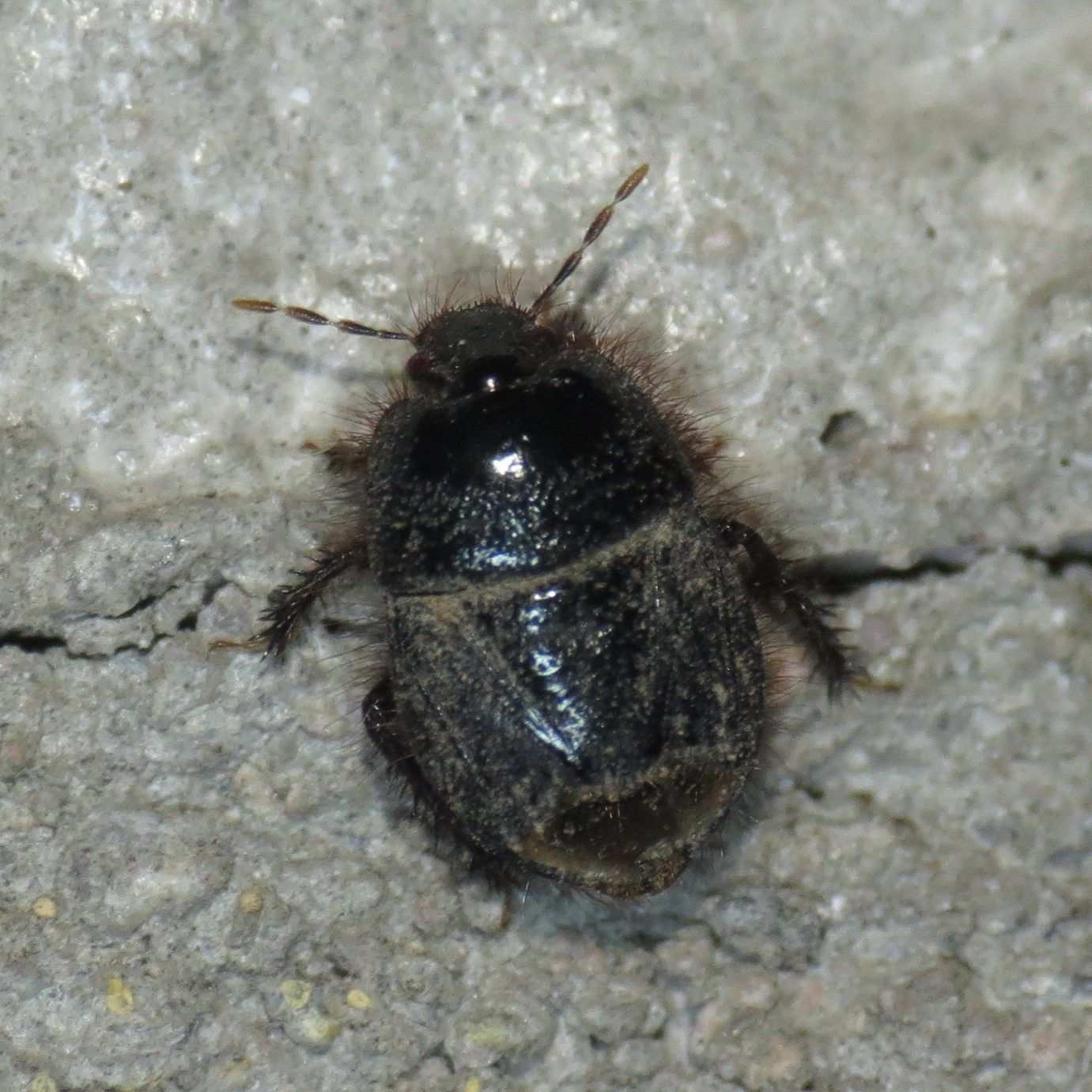 Tominotus